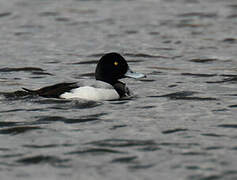 Greater Scaup