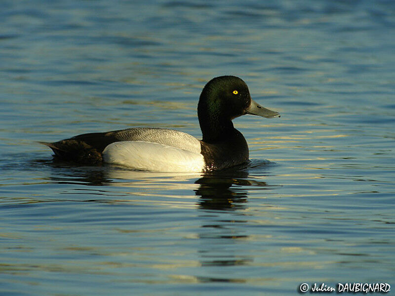 Greater Scaup male