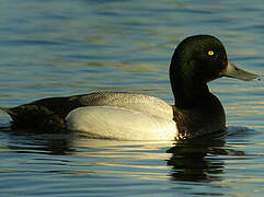 Greater Scaup