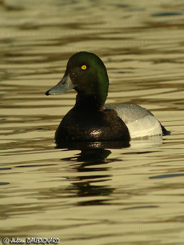 Greater Scaup male