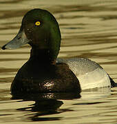 Greater Scaup