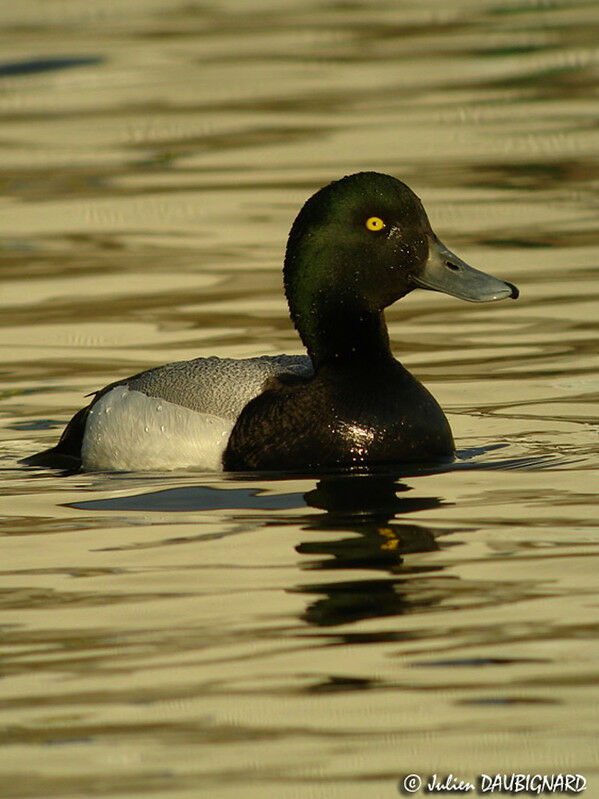 Greater Scaup male