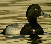 Greater Scaup