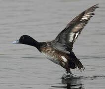 Greater Scaup