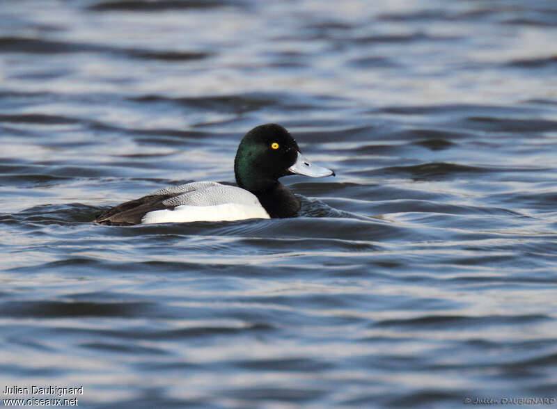 Greater Scaup male adult breeding, identification