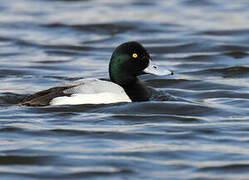 Greater Scaup