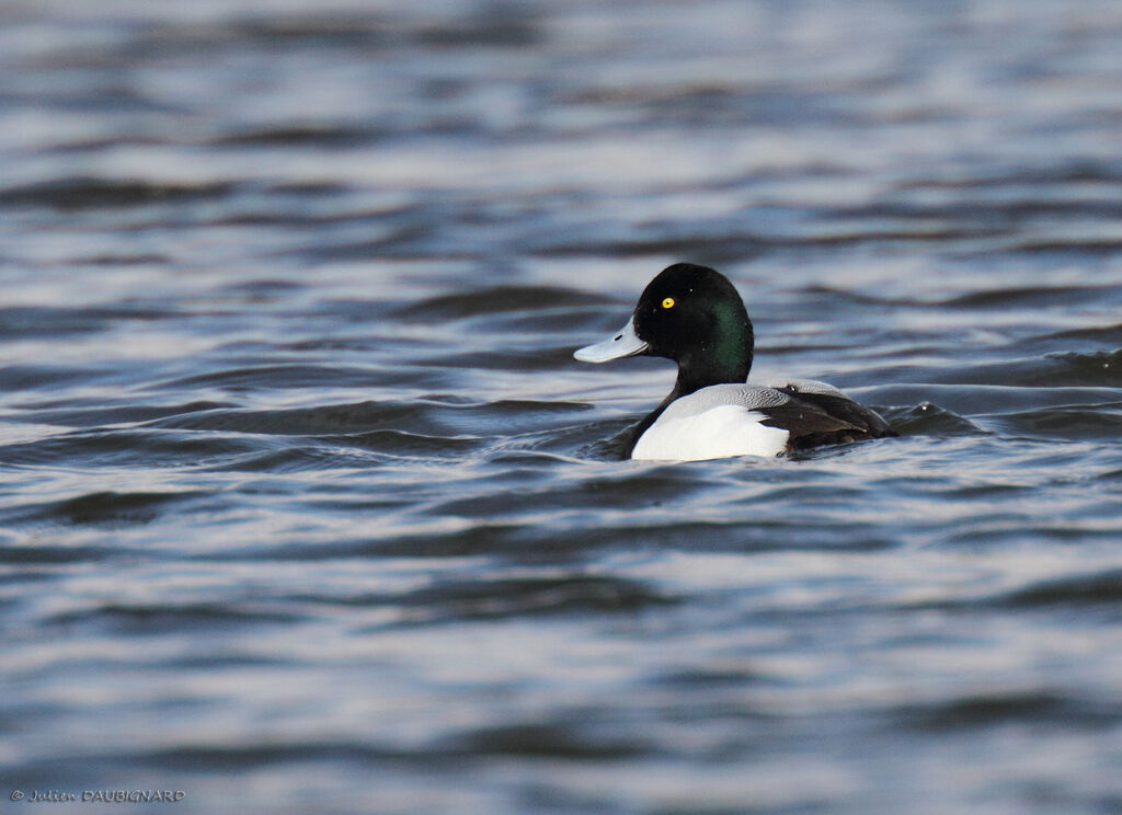 Greater Scaup male adult, identification