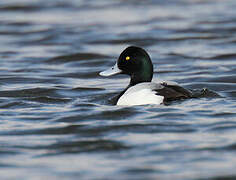 Greater Scaup