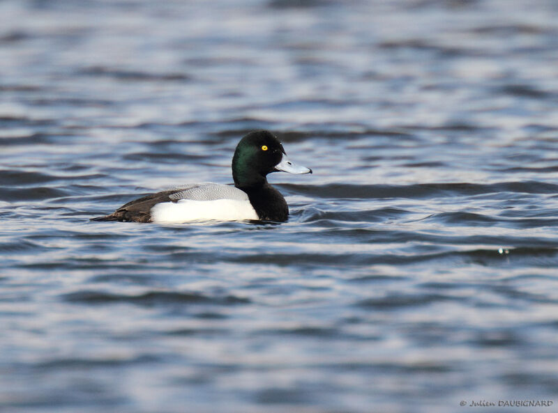 Greater Scaup male adult, identification