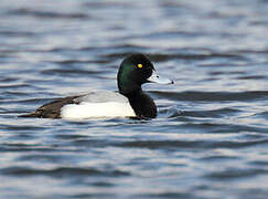 Greater Scaup