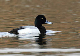 Greater Scaup