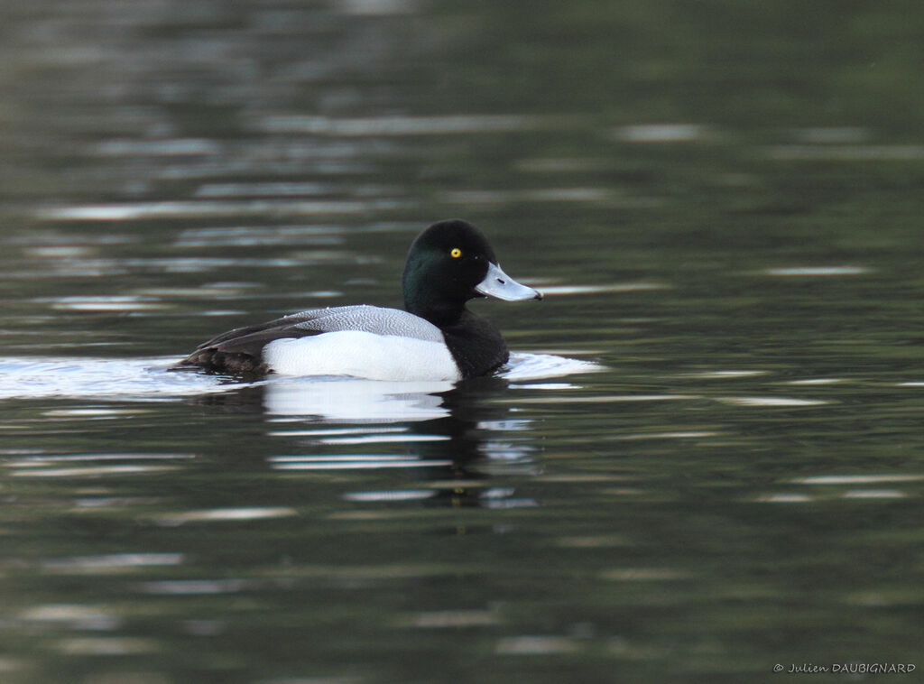 Greater Scaup male adult, identification