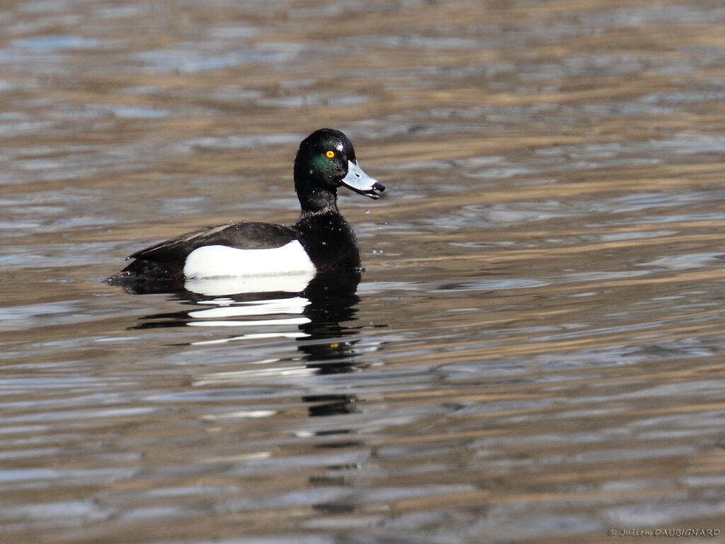 Tufted Duck male adult, identification