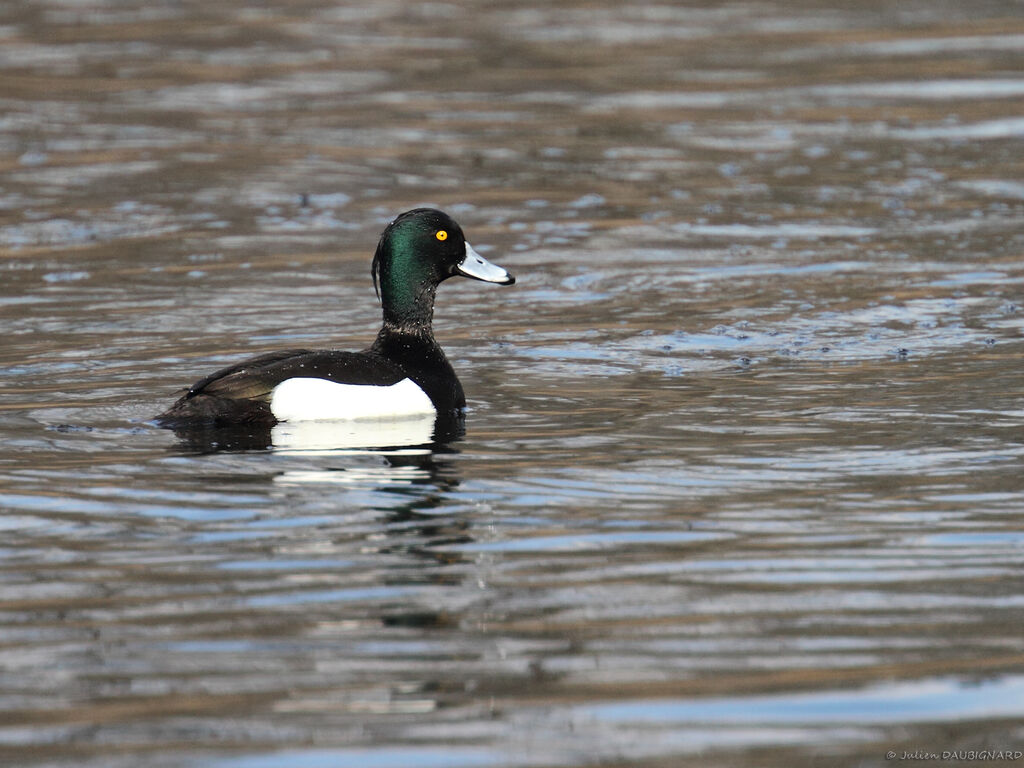 Tufted Duck male adult, identification