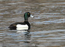 Tufted Duck