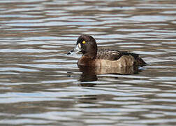 Tufted Duck