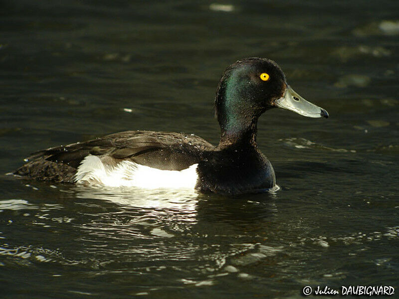 Tufted Duck male