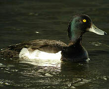 Tufted Duck