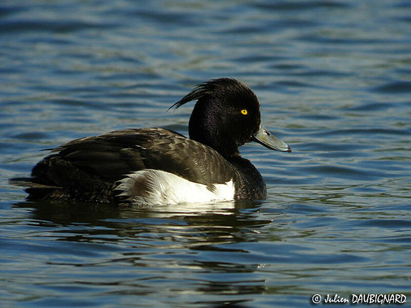 Tufted Duck male