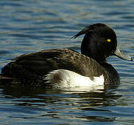 Tufted Duck