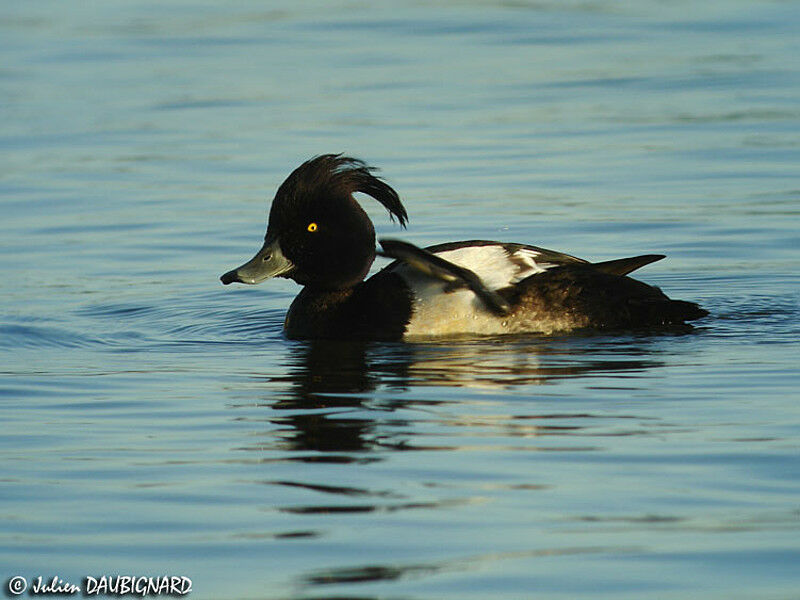 Tufted Duck