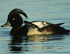 Tufted Duck