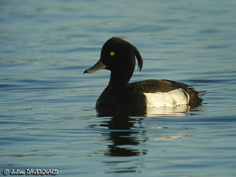 Tufted Duck