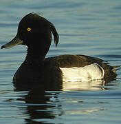 Tufted Duck