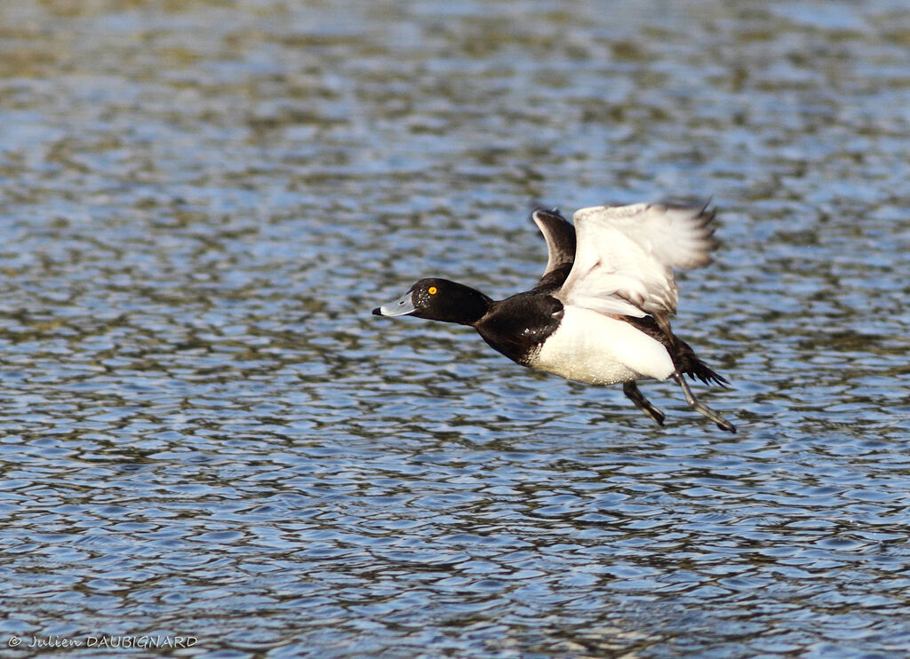 Tufted Duck male, Flight