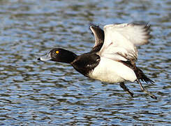 Tufted Duck