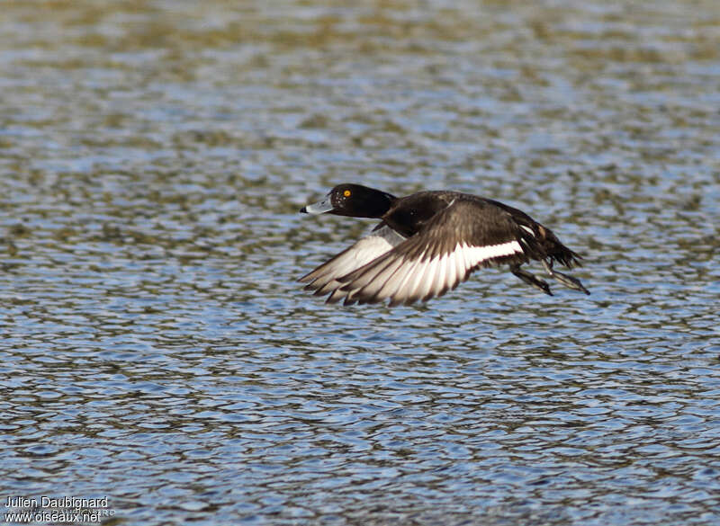 Tufted Duck male adult, pigmentation, Flight