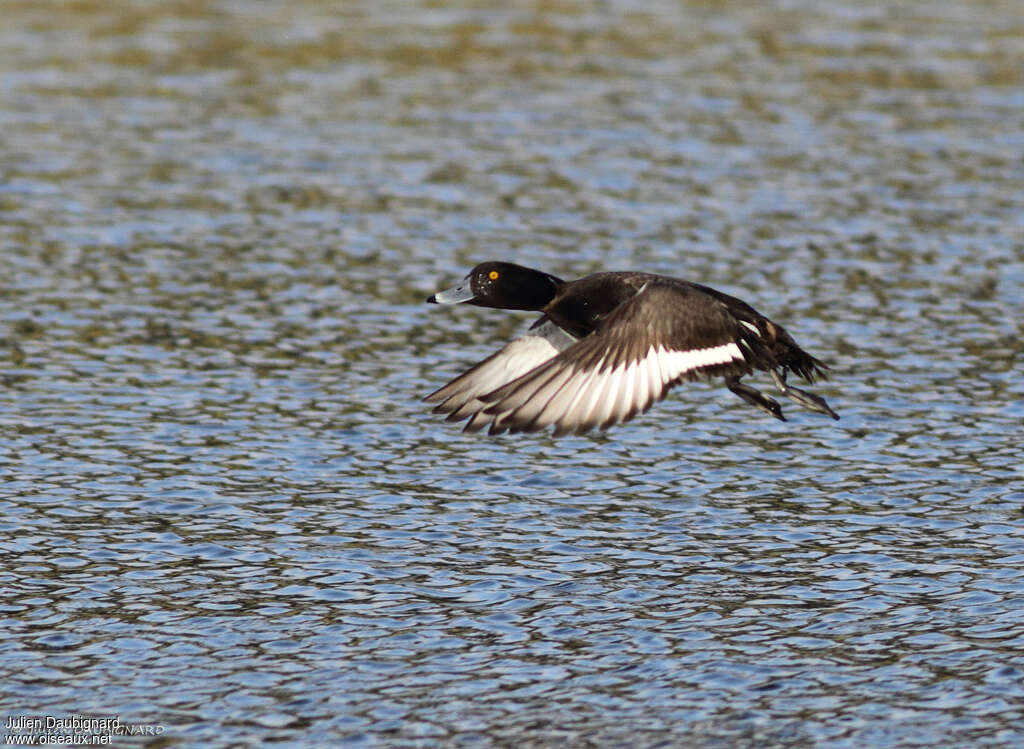 Tufted Duck male adult, pigmentation, Flight