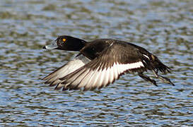 Tufted Duck