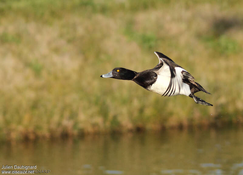 Tufted Duck male, Flight