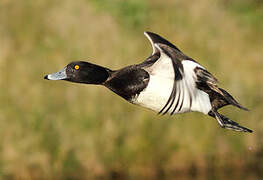 Tufted Duck