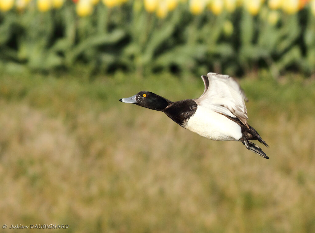 Tufted Duck male, Flight