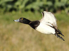 Tufted Duck