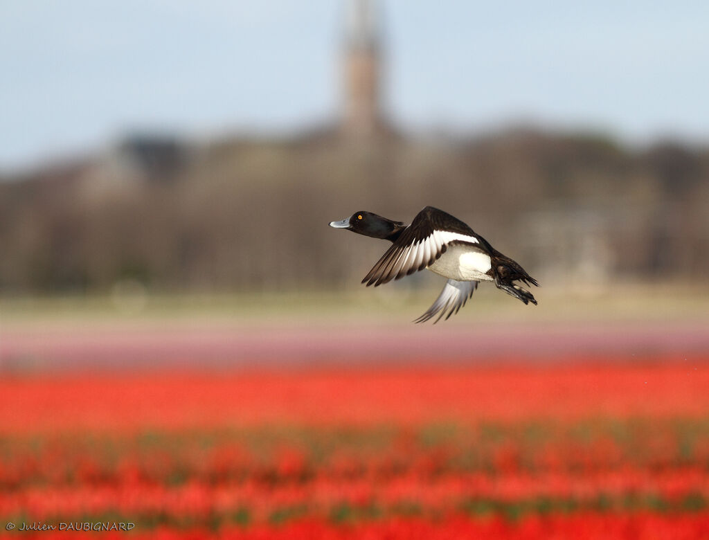 Tufted Duck male, Flight