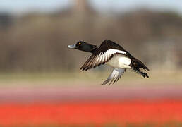 Tufted Duck