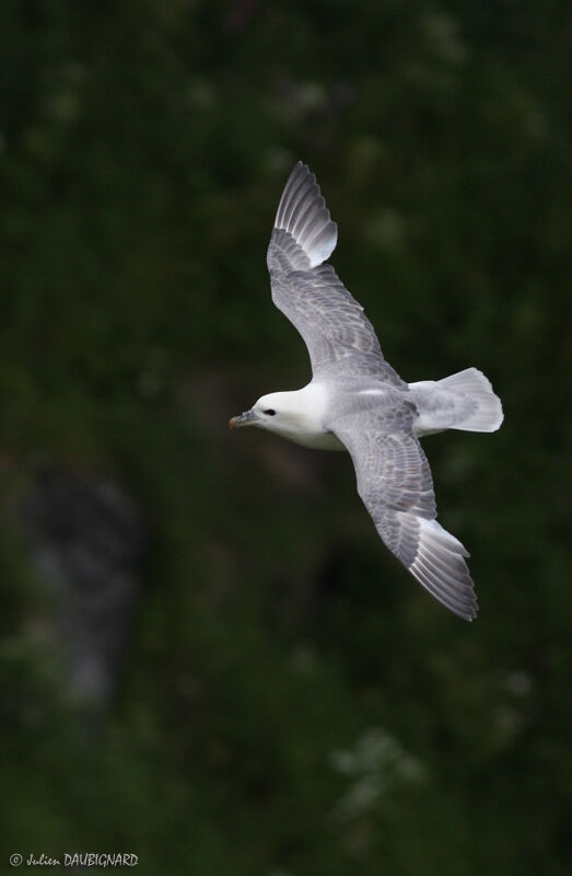 Fulmar boréal, Vol