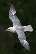 Fulmar boréal