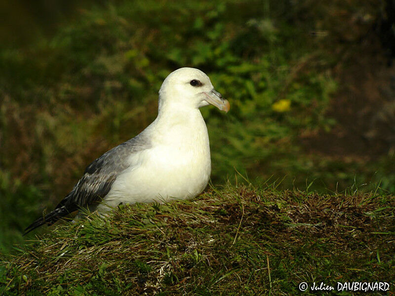 Fulmar boréal