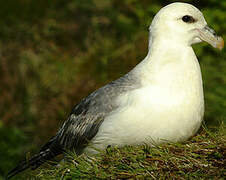 Northern Fulmar