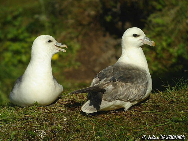 Fulmar boréal