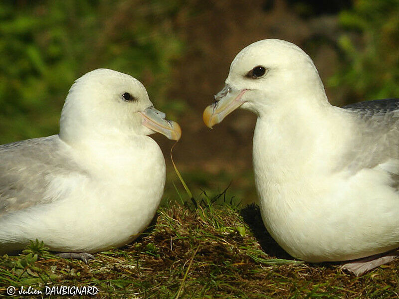 Northern Fulmar