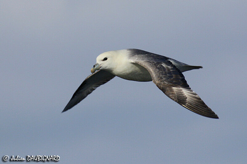 Northern Fulmar