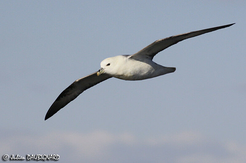 Fulmar boréal