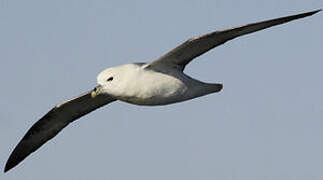 Northern Fulmar