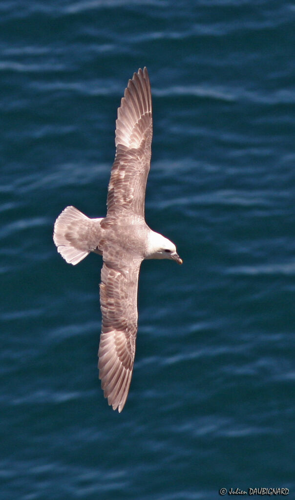 Fulmar boréal