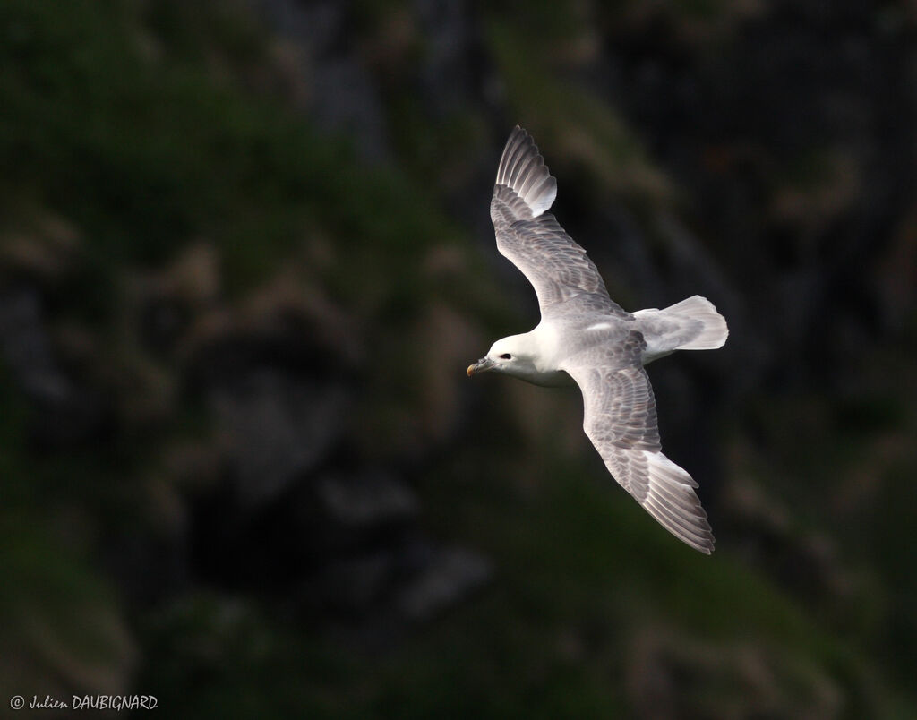 Northern Fulmar, Flight